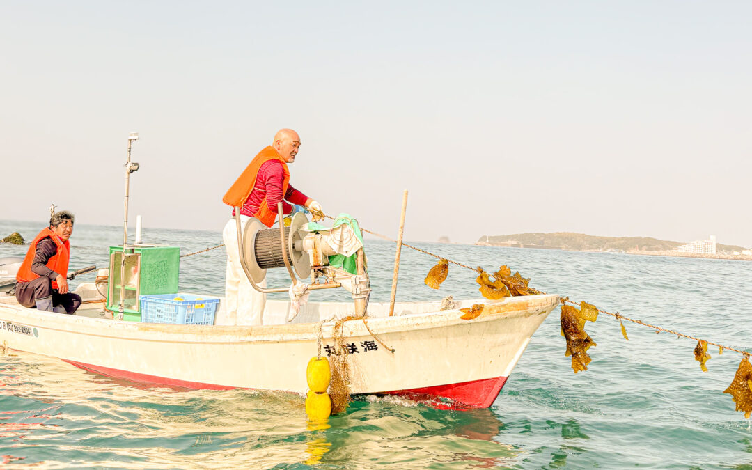 シオゴリヒロメ